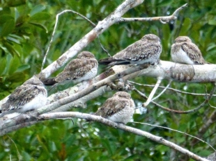 Imagen Aves Taracoa
